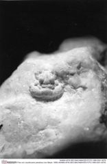 Historisches Foto von Lecythocaris paradoxa (von Meyer, 1858) (NHMW-AFW-GEO-BACHMAYER-FOTO-1990-0041-4579)